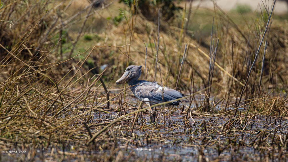 Zambia August/September 2019