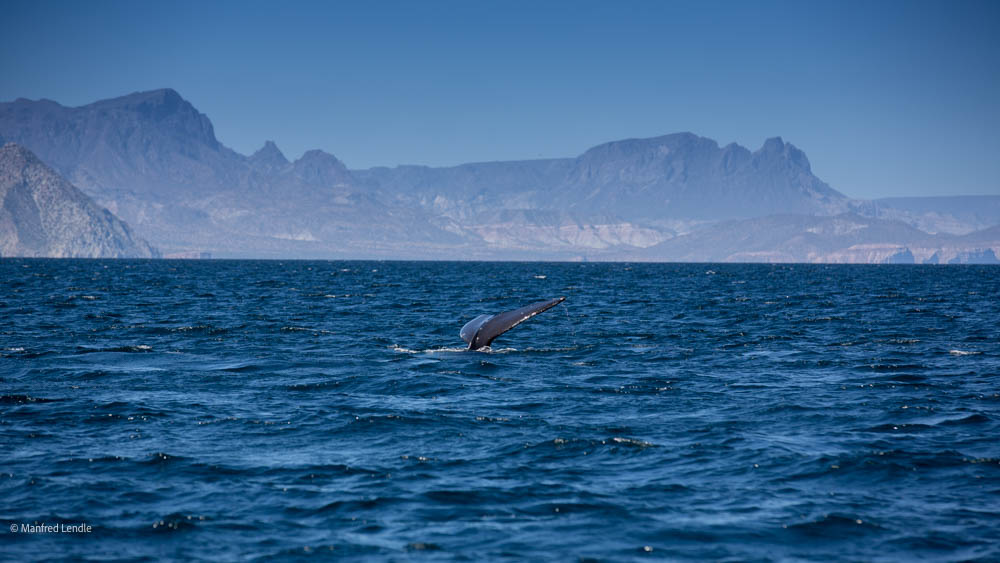 Reise zur Baja California – Mexiko Februar 2014